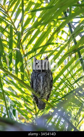 Alertez le hibou cri de l'est perché sur les frondes de palmier d'areca dans le sud-ouest de la Floride au printemps. Banque D'Images