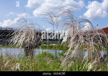 Ville de Gwangju, Corée du Sud - 24 septembre 2020 : les hautes herbes argentées se balancent dans la brise près de la rivière Yeongsan, avec le pont Jiya visible dans le flou Banque D'Images