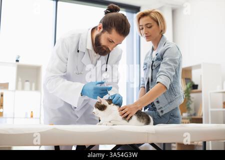 Vétérinaire portant un manteau vaccinant le chat sur la table tandis que la propriétaire femelle aide. Indication de l'environnement clinique vétérinaire de soins de santé animale. Vétérinaire masculin professionnel et femme, chat adulte en bonne santé. Banque D'Images