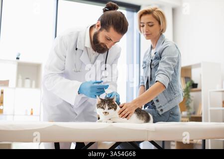 Vétérinaire portant un manteau vaccinant le chat sur la table tandis que la propriétaire femelle aide. Indication de l'environnement clinique vétérinaire de soins de santé animale. Vétérinaire masculin professionnel et femme, chat adulte en bonne santé. Banque D'Images