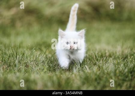 Chaton Ragdoll Banque D'Images
