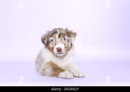 Chiot berger australien Banque D'Images