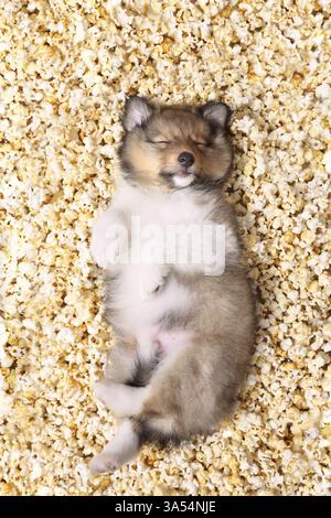 Petit chien Sheltie Banque D'Images