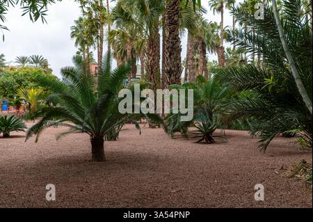 Les palmiers et les fougères prospèrent dans un cadre paisible, mettant en valeur la beauté naturelle du Maroc. Banque D'Images