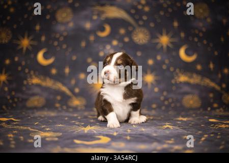 Chiot Berger Australien miniature Banque D'Images