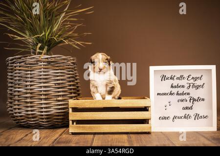 Chiot berger australien Banque D'Images