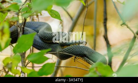 Serpent d'eau à ventre plat, Snake Road, forêt nationale de Shawnee, comté d'Union, Illinois, ÉTATS-UNIS. Banque D'Images