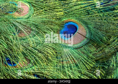 Paon indien (peafowl mâle - Pavo cristatus) gros plan de plume de queue Banque D'Images