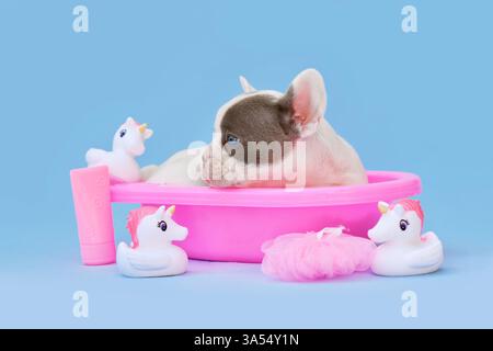 Mignon pied chien bouledogue français chiot dans une baignoire rose avec des canards en caoutchouc licorne sur fond bleu clair Banque D'Images