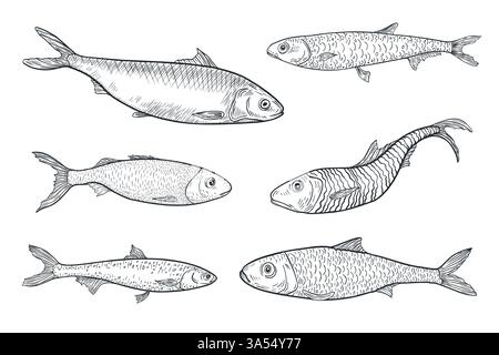 Esquisse vectorielle d'encre noire blanche de sardine. Illustration de l'ensemble de poissons monochromes comme sprat, hareng et anchois par gravure dessinée à la main. Variété Sea Fishes encre Illustration de Vecteur
