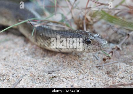 Prairie Kingsnake, Sand Prairie conservation Area, Missouri, États-Unis. Banque D'Images