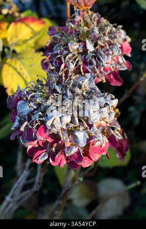 Gros plan d'une branche avec des hortensias sèches en hiver. Certains pétales conservent encore une teinte rosée, tandis que les autres sont complètement fanés. En arrière-plan, Banque D'Images