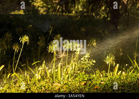 Un système d'irrigation automatique pulvérise de fines gouttelettes d'eau sur la végétation luxuriante d'un parc par une journée ensoleillée. La lumière du soleil améliore l'eau chatoyante Banque D'Images
