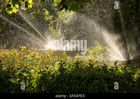Un système d'irrigation automatique pulvérise de fines gouttelettes d'eau sur la végétation luxuriante d'un parc par une journée ensoleillée. La lumière du soleil améliore l'eau chatoyante Banque D'Images