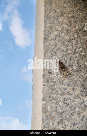 Une cigale se camoufle contre le mur rugueux d'un bâtiment pendant l'été. Sa texture et sa coloration se marient parfaitement avec la surface, showcasi Banque D'Images
