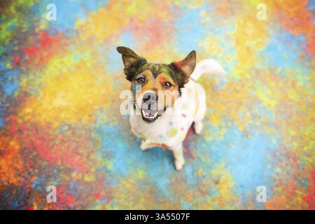 Parson-Russell-Terrier-Mongrel Banque D'Images