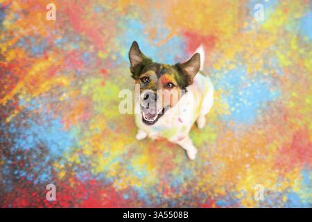 Parson-Russell-Terrier-Mongrel Banque D'Images