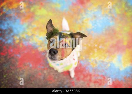 Parson-Russell-Terrier-Mongrel Banque D'Images