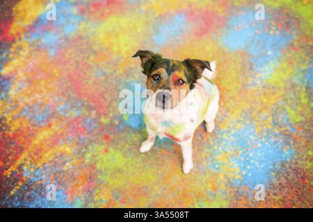 Parson-Russell-Terrier-Mongrel Banque D'Images