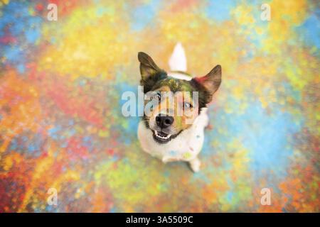 Parson-Russell-Terrier-Mongrel Banque D'Images