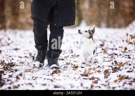 Jack Russell Terrier Banque D'Images