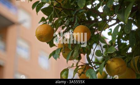 Arbre d'agrumes avec des oranges mûres accroché parmi les feuilles vertes dans un cadre urbain extérieur à murcie, espagne, sur un fond flou d'ele architectural Banque D'Images