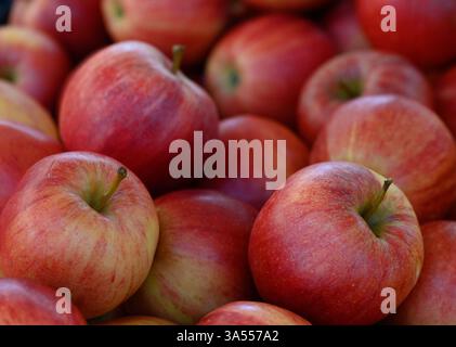 Les pommes rouges vives sont empilées ensemble, scintillant à la lumière du soleil sur un marché fermier animé. L'atmosphère reflète le charme de l'automne avec col vif Banque D'Images