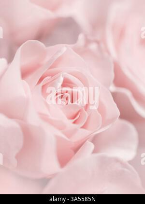 Soft Pink Rose â€“ gros plan doux Banque D'Images