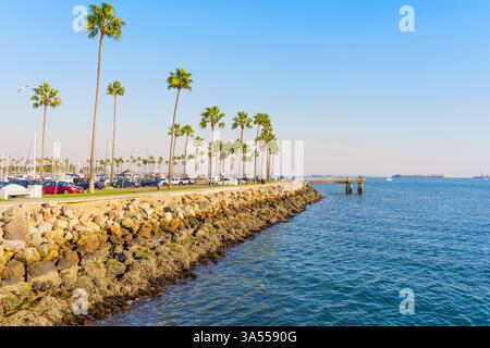 Long Beach, Californie - 11 janvier 2025 : scène dynamique du front de mer avec des palmiers bordant la côte de long Beach, Californie, avec des rivages rocheux Banque D'Images