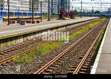 La Haye, pays-Bas, 16 juin 2024 : diverses plantes colorées poussant sur les pistes de la station de raiway HS Banque D'Images