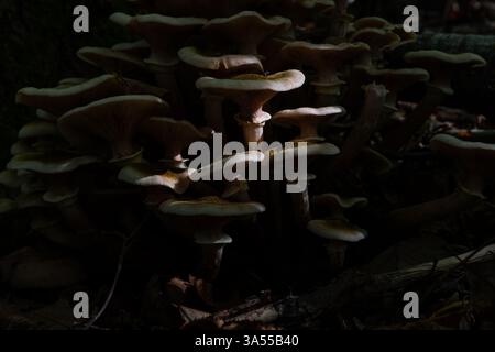 Groupe de champignons à l'ombre de la forêt, seuls certains d'entre eux obtiennent la lumière du jour. Banque D'Images