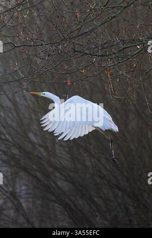 Grande Aigrette (Blanche) (Commune) (Ardea alba alba) Norfolk janvier 2025 Banque D'Images