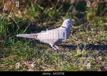 Une colombe eurasienne à collier cherchant sur le sol Banque D'Images