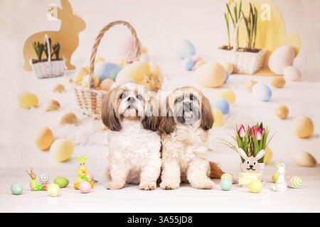 2 Shih Tzu Banque D'Images