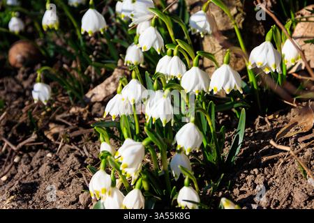 Fleurs blanches de flocon de neige de printemps (Leucojum vernum) Banque D'Images
