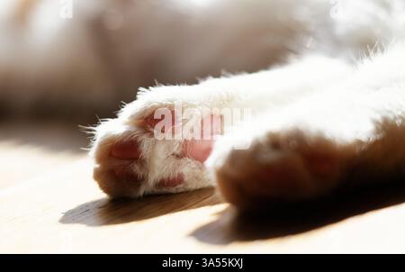 Chat domestique mignon dormant à la maison Banque D'Images