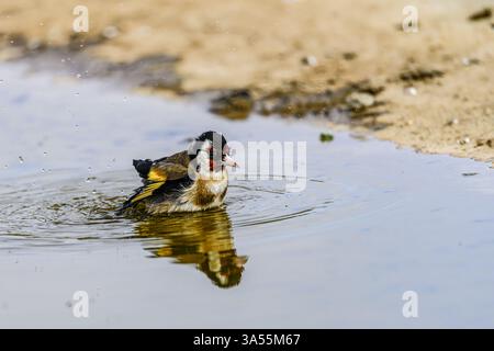 Un goldfinch européen (carduelis carduelis) profite d'un bain rafraîchissant dans une flaque peu profonde, éclaboussant des gouttelettes d'eau dans l'air. Banque D'Images