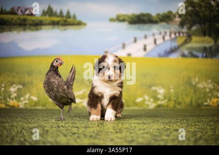 Chiot berger australien Banque D'Images
