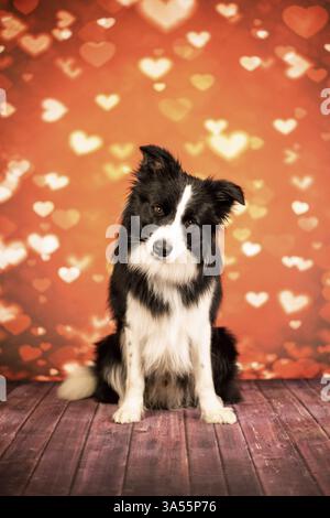 Border Collie Banque D'Images