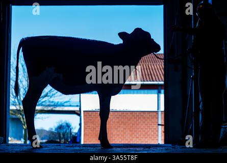 Karow, Allemagne. 21 mars 2025. Le jeune bétail de six mois 'Celebrity' se tient sur le sol de la grange avant son rendez-vous avec le 'vache-monteur'. La jeune vache est en préparation pour la vente aux enchères 'Sunrise Sale' à RinderAllianz. Des éleveurs de bovins de toute l'Europe participent à la vente aux enchères. L’année dernière, les animaux mis aux enchères ont atteint un prix moyen de plus de 10 000 euros. La vente aux enchères mettra en vedette 40 animaux sélectionnés, y compris des Jerseys, des pêcheurs et les meilleurs représentants des races Holstein Red et Black pied. Crédit : Jens Büttner/dpa/Alamy Live News Banque D'Images