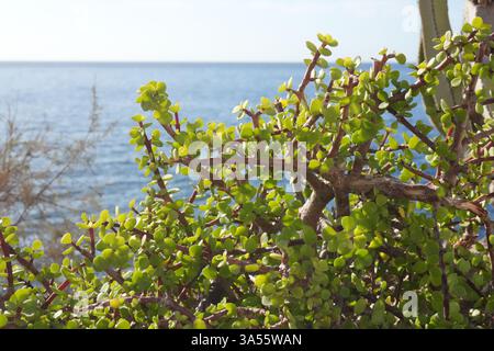 Plante succulente avec des feuilles vert vif poussant près de la côte atlantique de Tenerife, îles Canaries, avec l'océan en arrière-plan et un ciel clair. Banque D'Images