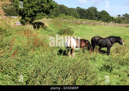 Pâturage rugueux avec trois chevaux (noir, skewbald, baie) dans le Peak District du Derbyshire, Royaume-Uni Banque D'Images