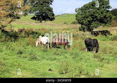 Des murs en pierre sèche encadrent les champs d'un fermier dans le Derbyshire Peak District. Trois chevaux qui paissent dans un pâturage rugueux Banque D'Images