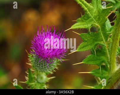 Cirsium vulgare - le chardon-lance, le chardon-taureau ou le chardon commun en pleine floraison. Espèce - Asteraceae. Genre - Cirsium. Oeiras, Portugal. Banque D'Images