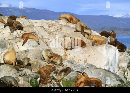 Une colonie d'otaries de Patagonie sur la Isla de Los Lobos, une île rocheuse dans le canal Beagle, Ushuaia, Argentine, Amérique du Sud Banque D'Images