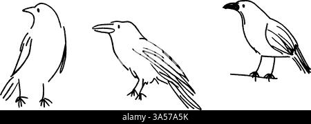 Trois dessins au trait simples d'oiseaux dans différentes poses. Le premier oiseau est debout, le second a un bec légèrement ouvert, et le troisième est Illustration de Vecteur