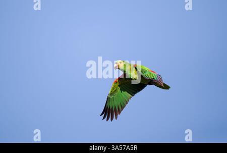 Perroquet amazon à front bleu en vol contre un ciel bleu, Pantanal, Brésil. Banque D'Images