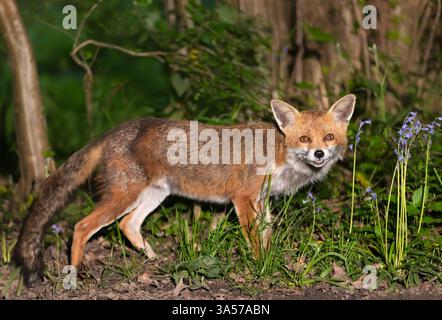 Portrait d'un mignon renard roux parmi les bluebells au printemps, Royaume-Uni Banque D'Images