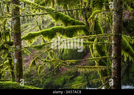 Branches d'arbre couvertes de mousse dans une forêt luxuriante Banque D'Images
