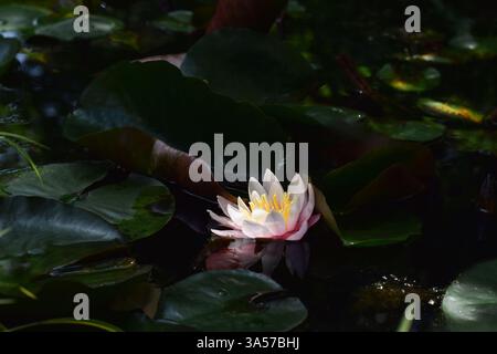 Fleur de nénuphar sombre et de mauvaise humeur avec des nénuphars dans un étang, avec fleur éclairée par la lumière directe du soleil et avec espace de copie Banque D'Images